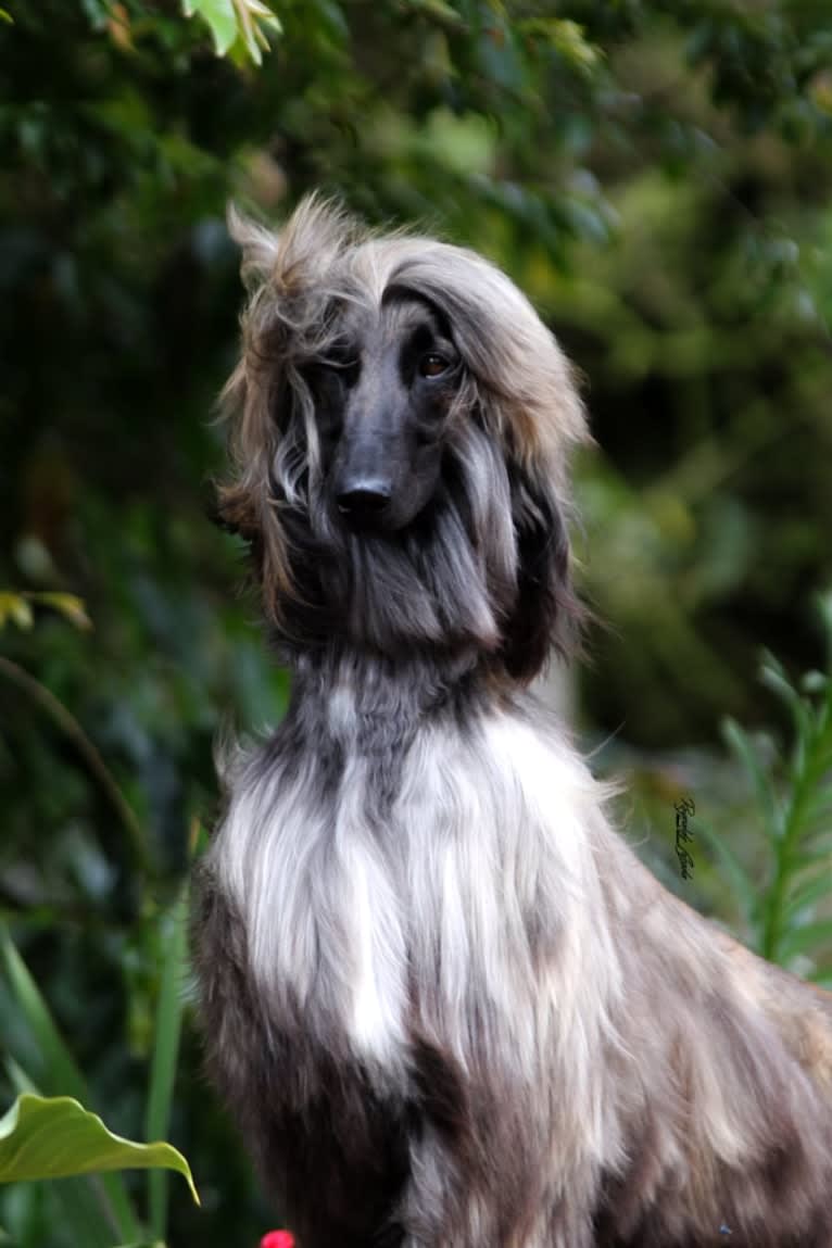 Mon Petit Chiot Donatella, an Afghan Hound tested with EmbarkVet.com