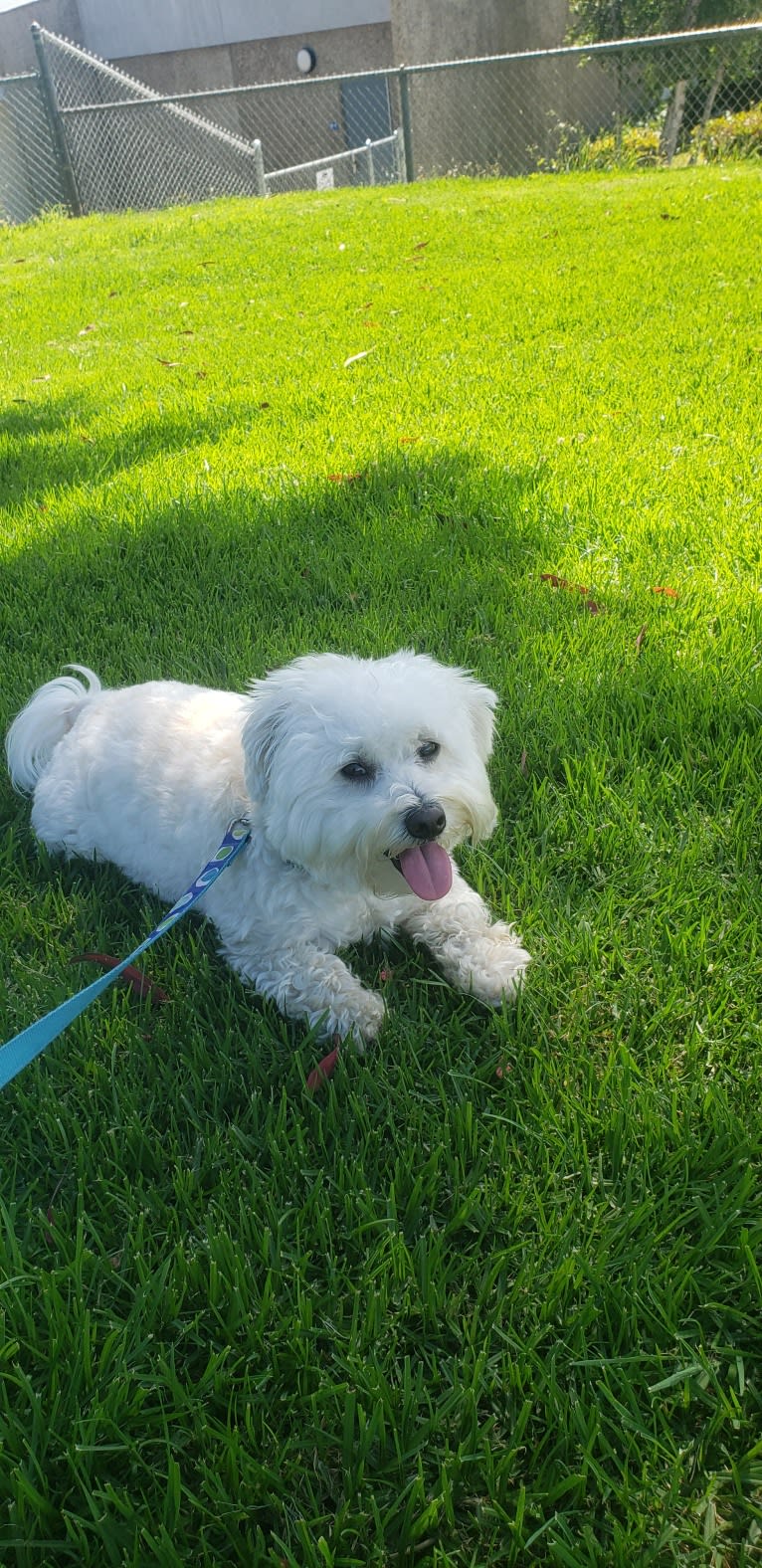 Benji, a Poodle (Small) and Bichon Frise mix tested with EmbarkVet.com