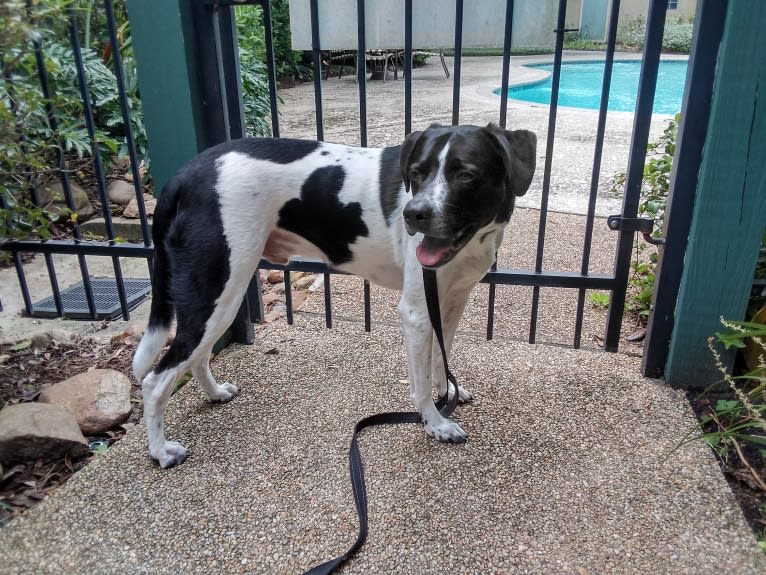 PATIENCE, a Labrador Retriever and American Pit Bull Terrier mix tested with EmbarkVet.com