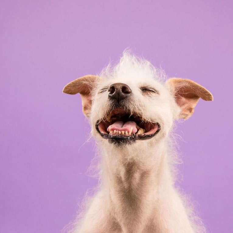 Coleen, a Rat Terrier and Poodle (Small) mix tested with EmbarkVet.com