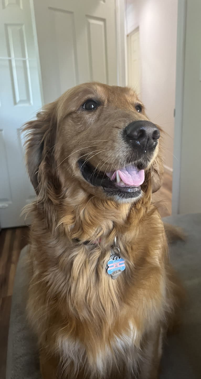 Summer, a Golden Retriever tested with EmbarkVet.com