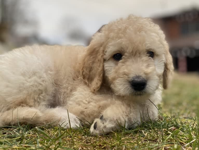 Jane, a Goldendoodle tested with EmbarkVet.com