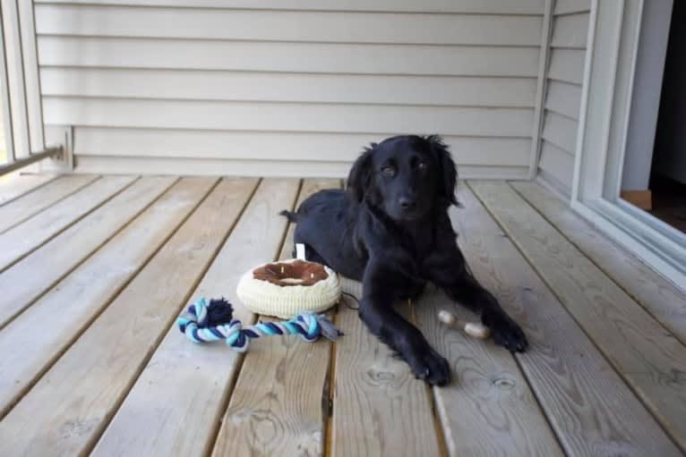 Ember, a Labrador Retriever and Chihuahua mix tested with EmbarkVet.com