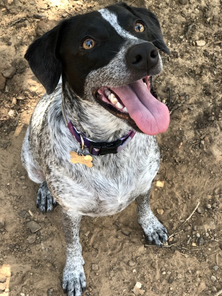 Joone, an Australian Cattle Dog and Chow Chow mix tested with EmbarkVet.com