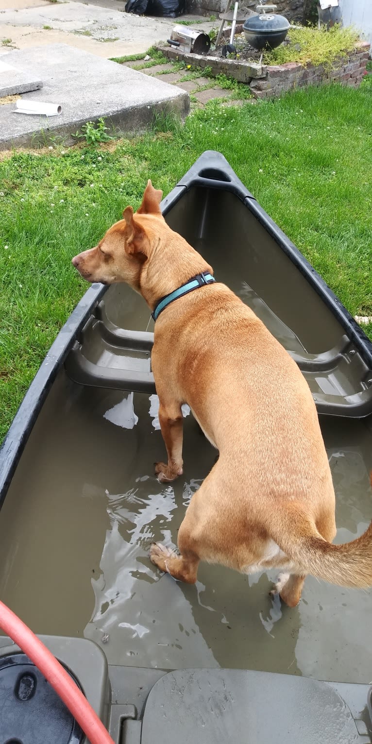 Stanley, an American Pit Bull Terrier and German Shepherd Dog mix tested with EmbarkVet.com