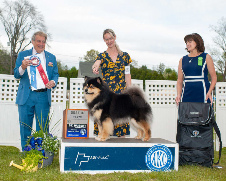 Bandit, a Finnish Lapphund tested with EmbarkVet.com