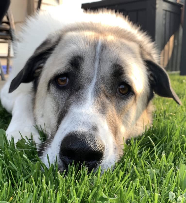 Winnie, an Anatolian Shepherd Dog and Great Pyrenees mix tested with EmbarkVet.com