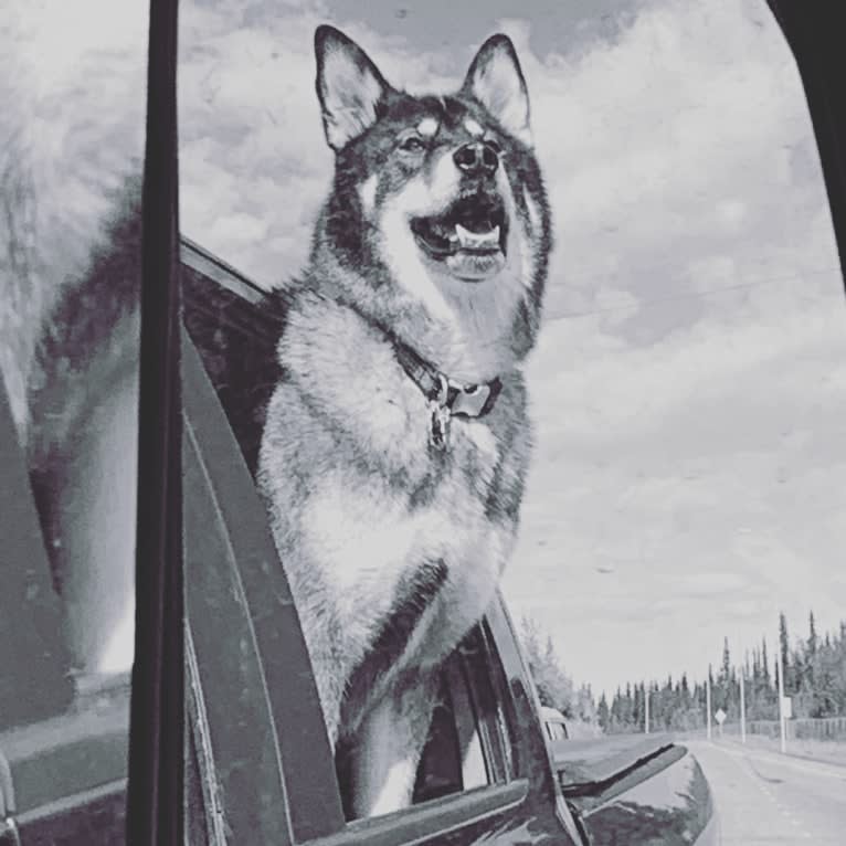 Kenai, an Alaskan Malamute and German Shepherd Dog mix tested with EmbarkVet.com