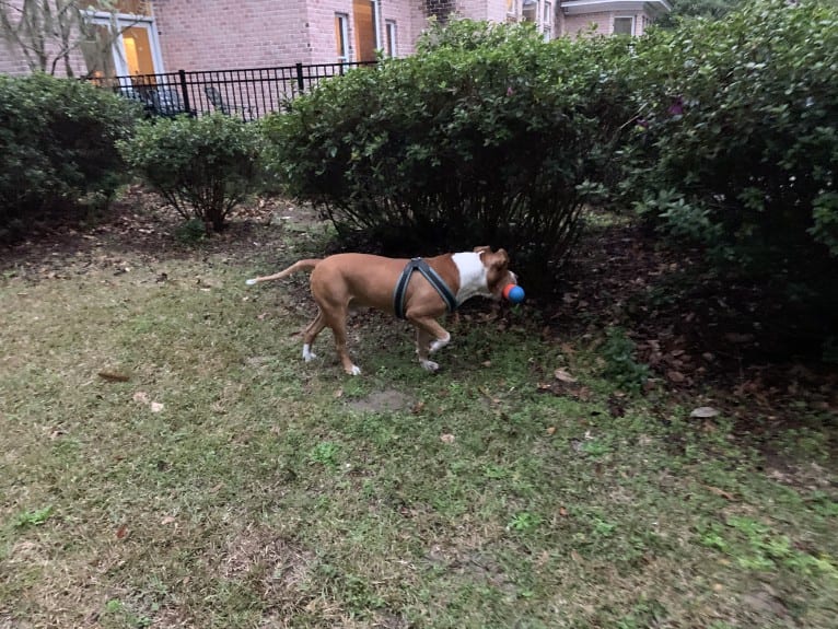 Buddy, an American Pit Bull Terrier and American Bulldog mix tested with EmbarkVet.com