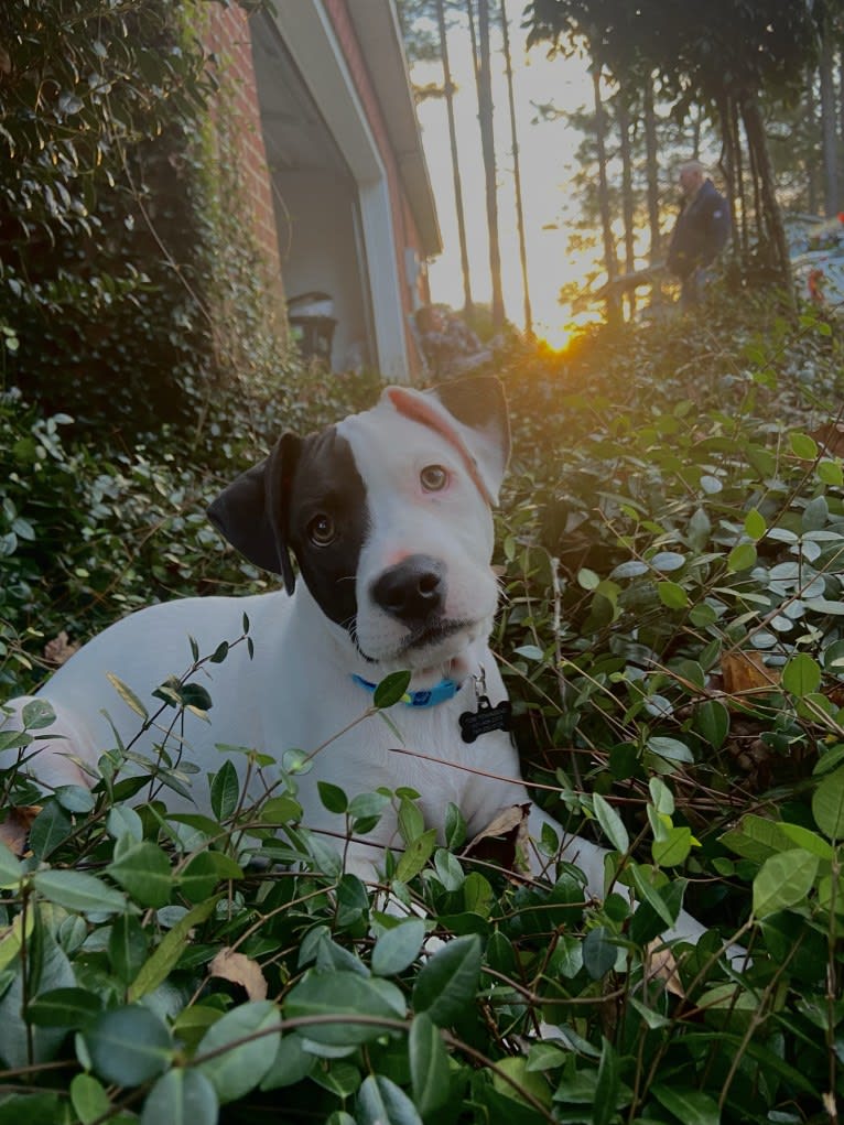 Photo of Arlo, an American Pit Bull Terrier, Catahoula Leopard Dog, American Bulldog, and Mixed mix in Laurel, MS, USA