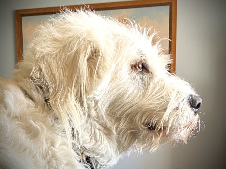 Phinehas, a Great Pyrenees and Komondor mix tested with EmbarkVet.com