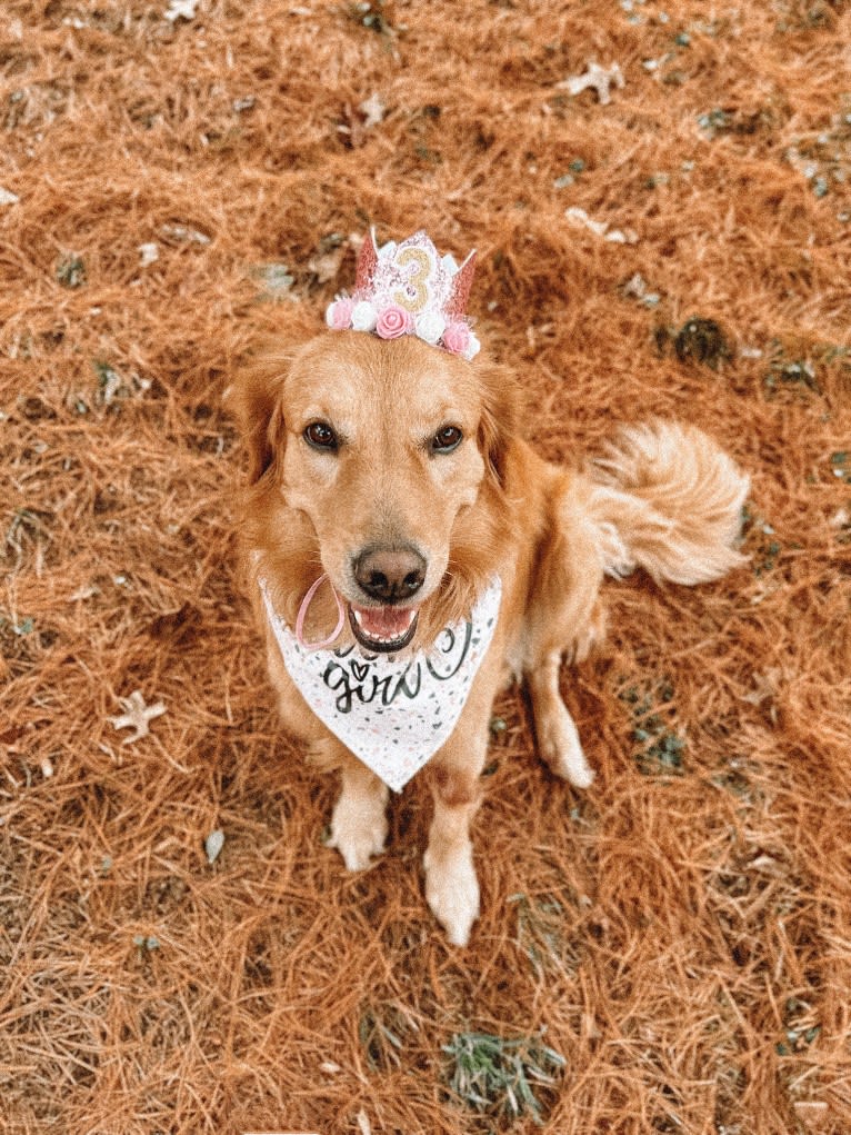 Marley, a Golden Retriever tested with EmbarkVet.com