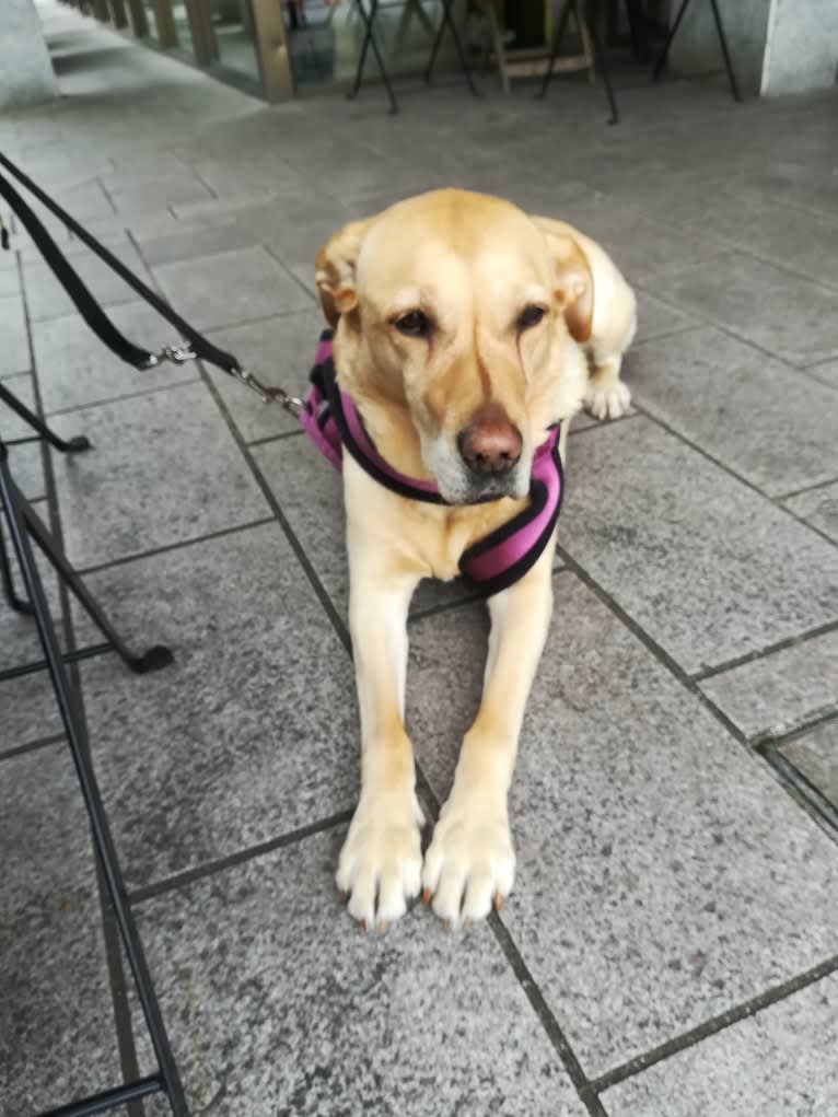 Scout, a Labrador Retriever tested with EmbarkVet.com