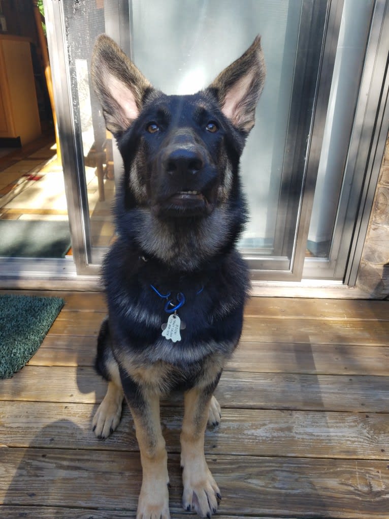 Boon, a German Shepherd Dog tested with EmbarkVet.com
