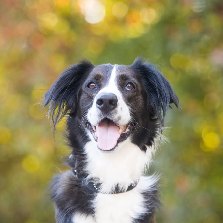 Bishop, a Golden Retriever and Australian Shepherd mix tested with EmbarkVet.com