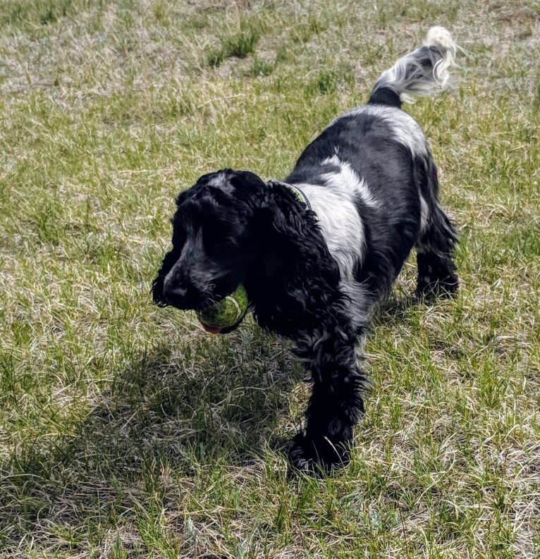 Jewell, an English Cocker Spaniel tested with EmbarkVet.com