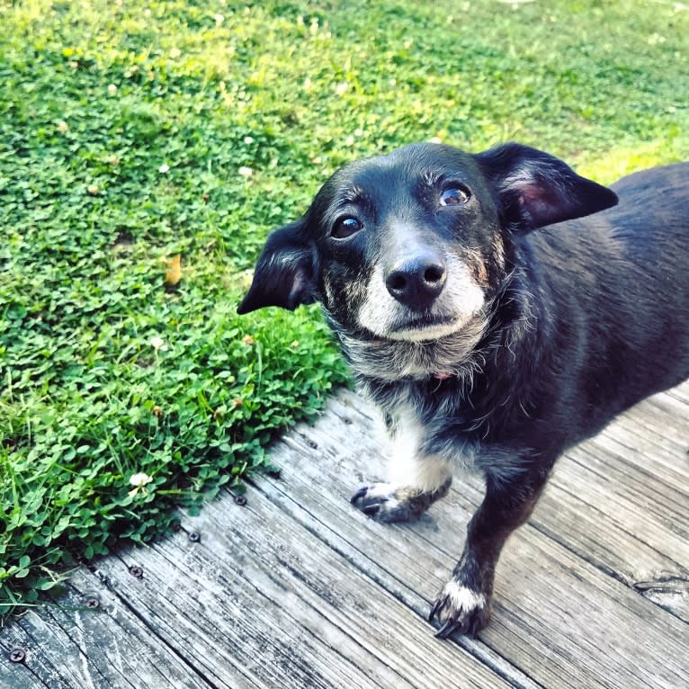 Charlea, a Poodle (Small) and Chihuahua mix tested with EmbarkVet.com