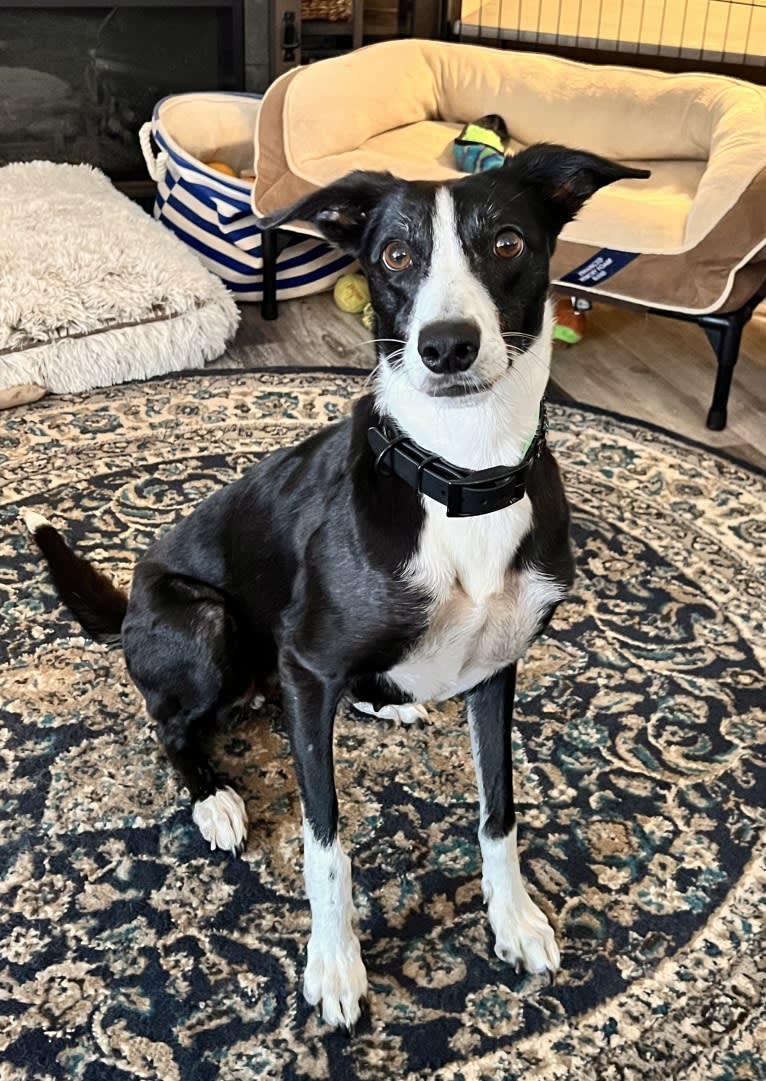 Zen, a Border Collie and Greyhound mix tested with EmbarkVet.com