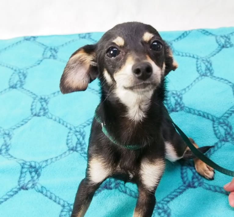 Jake, a Chihuahua and Dachshund mix tested with EmbarkVet.com