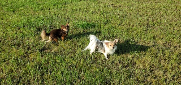 Thumbelina, a Chihuahua tested with EmbarkVet.com