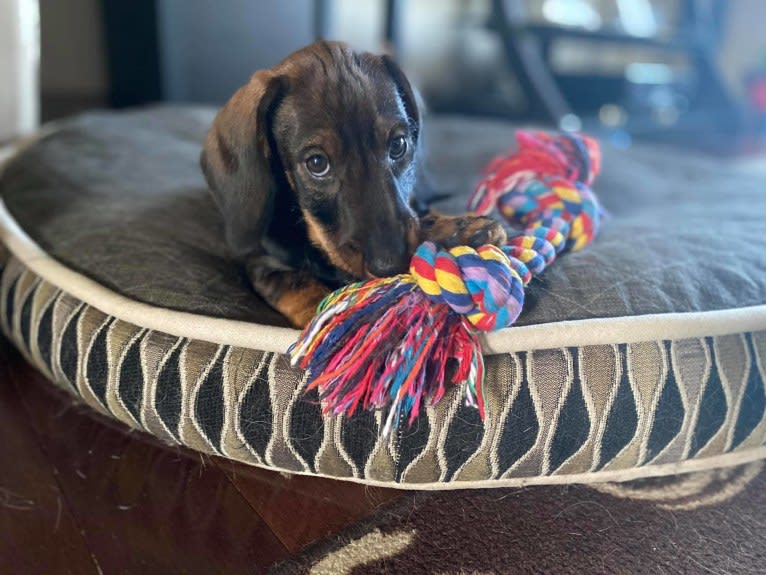 Arthur Fonzarelli, a Dachshund tested with EmbarkVet.com
