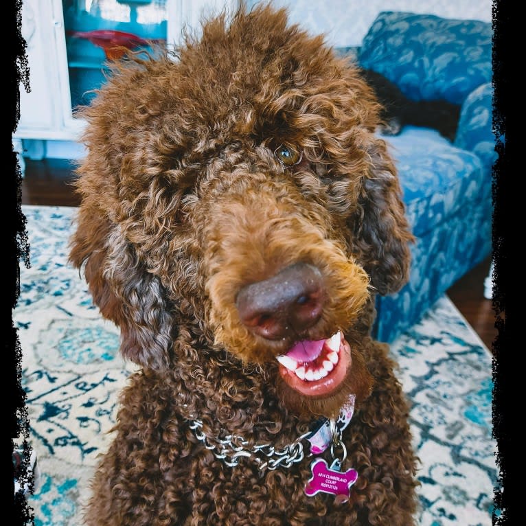 JLo, a Poodle (Standard) tested with EmbarkVet.com