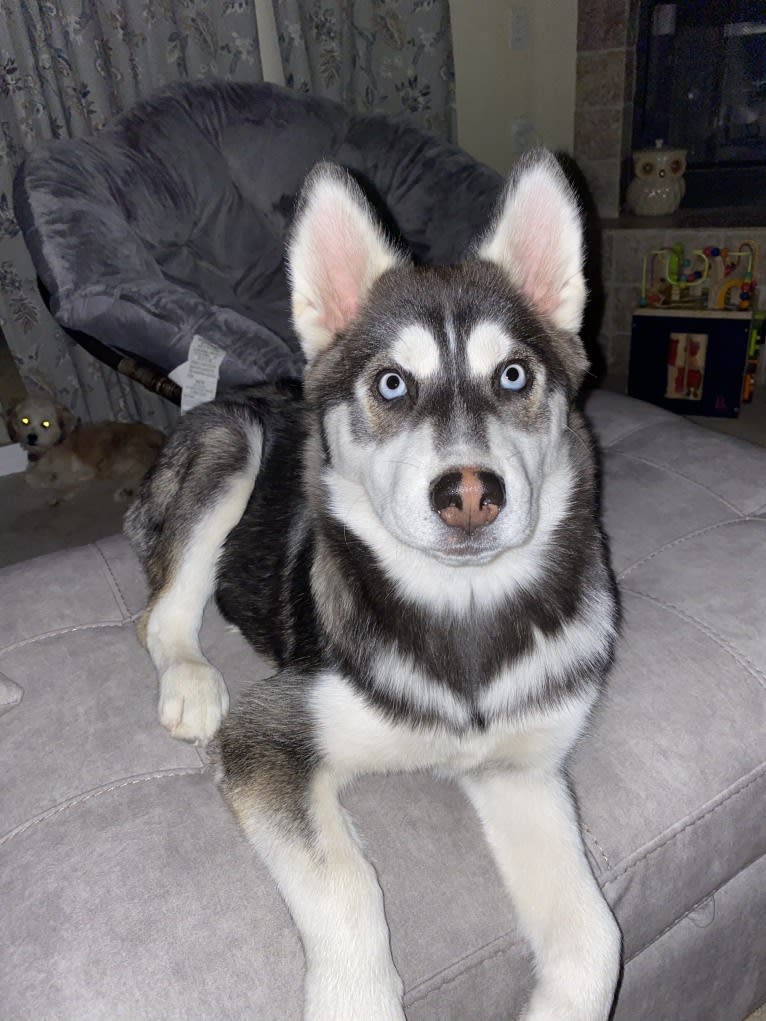 Shasta, a Siberian Husky tested with EmbarkVet.com