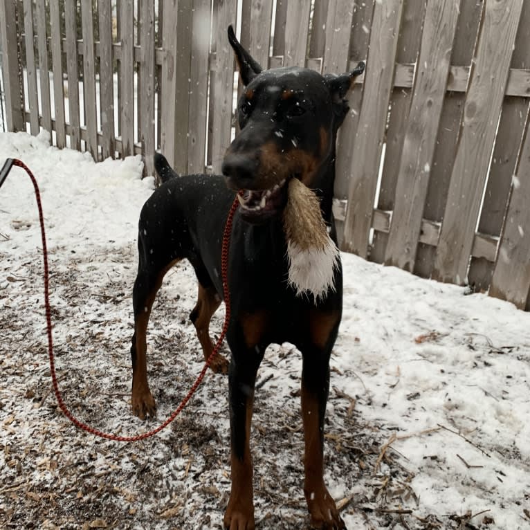 South Paw’s Nhaga, a Doberman Pinscher tested with EmbarkVet.com