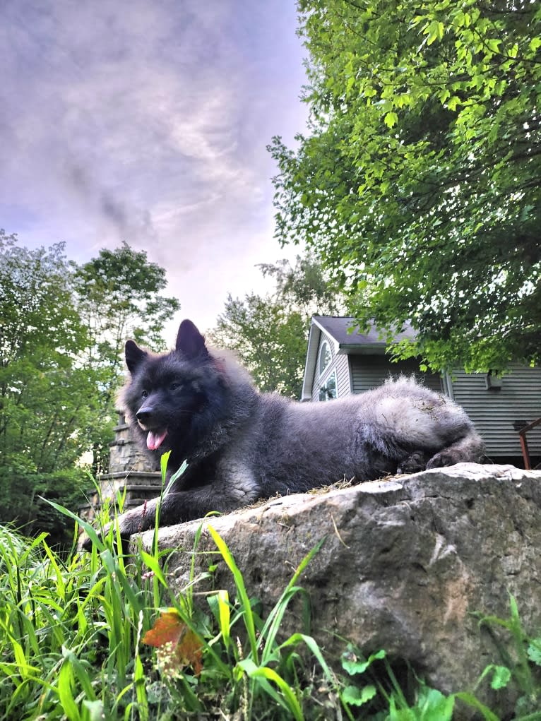 Duchess Lilly Puff Brown, a Keeshond tested with EmbarkVet.com