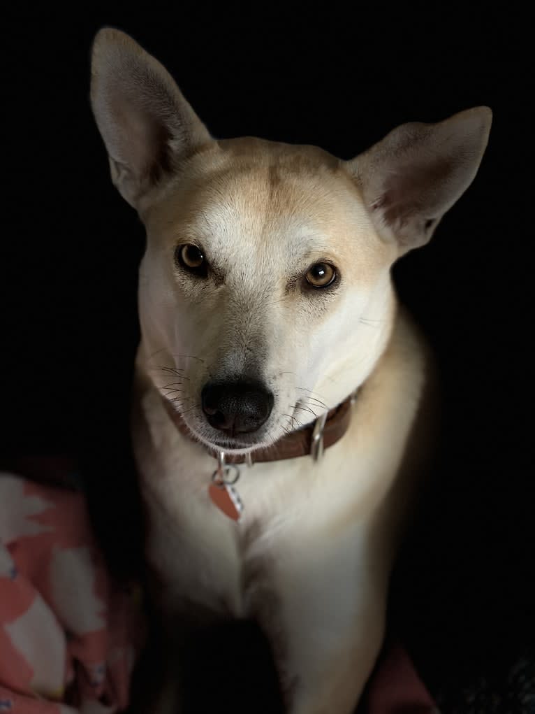 Eleftheria (Ellie), a Northern East African Village Dog tested with EmbarkVet.com