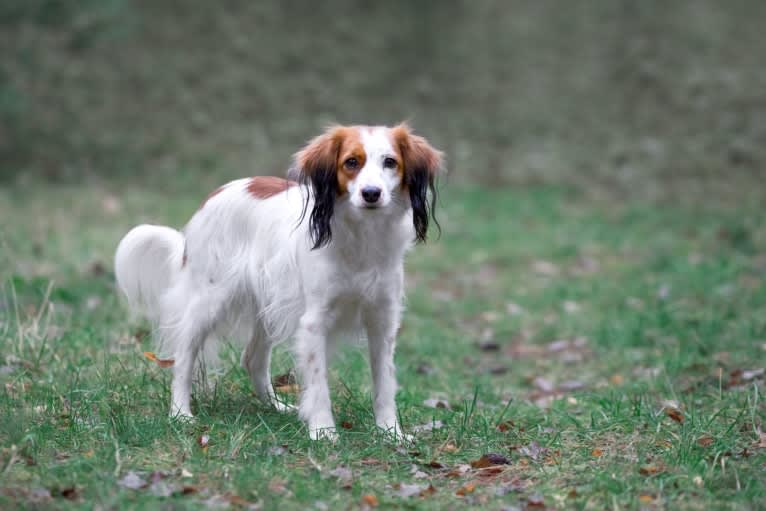 Nova, a Nederlandse Kooikerhondje tested with EmbarkVet.com