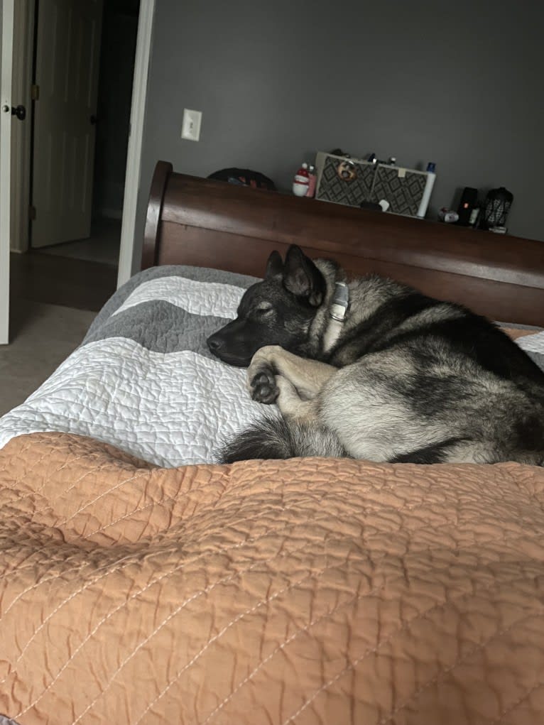 Brutus, a Norwegian Elkhound tested with EmbarkVet.com