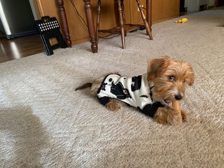 Winslow, a Yorkshire Terrier and Dachshund mix tested with EmbarkVet.com