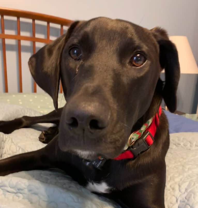 Obie, a Mountain Cur and Treeing Walker Coonhound mix tested with EmbarkVet.com