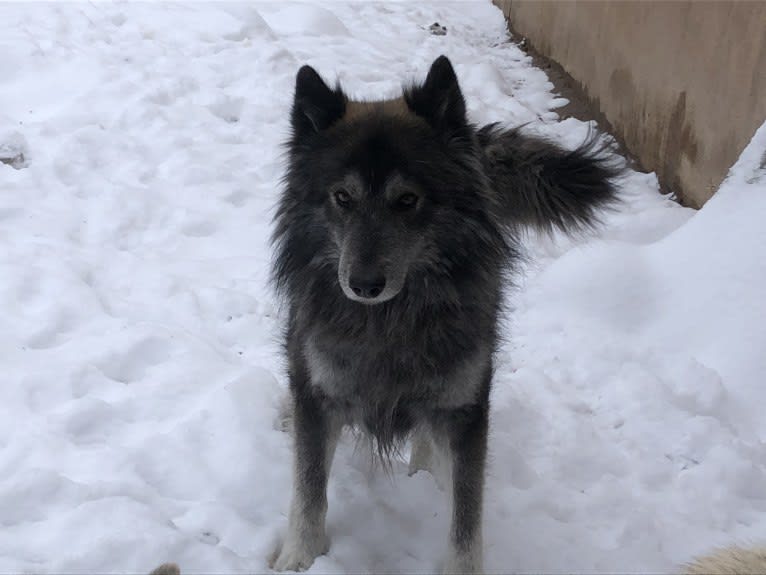 Brutus, a German Shepherd Dog and Siberian Husky mix tested with EmbarkVet.com