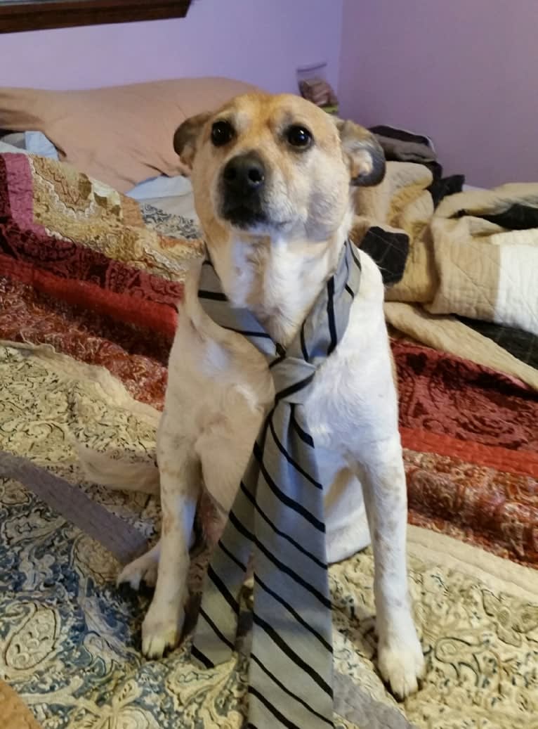 Sammy, an Australian Cattle Dog and Pug mix tested with EmbarkVet.com