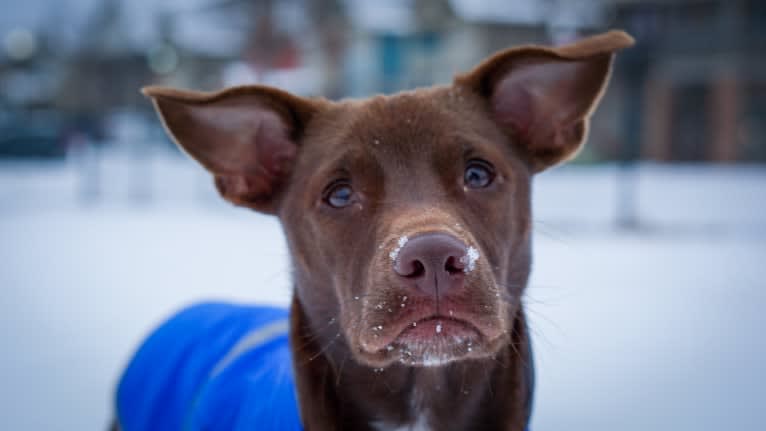 Ollie, an American Pit Bull Terrier and Beagle mix tested with EmbarkVet.com