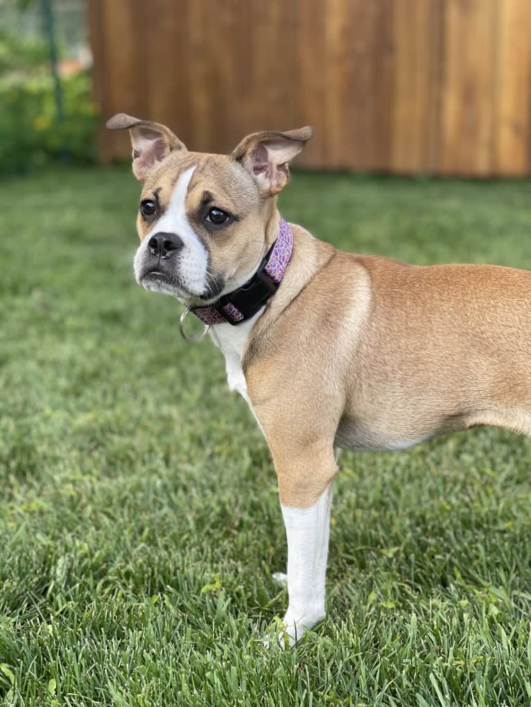 Lucy, a Boston Terrier and Bulldog mix tested with EmbarkVet.com