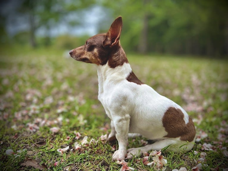 Ms Honey Graham, a Teddy Roosevelt Terrier tested with EmbarkVet.com