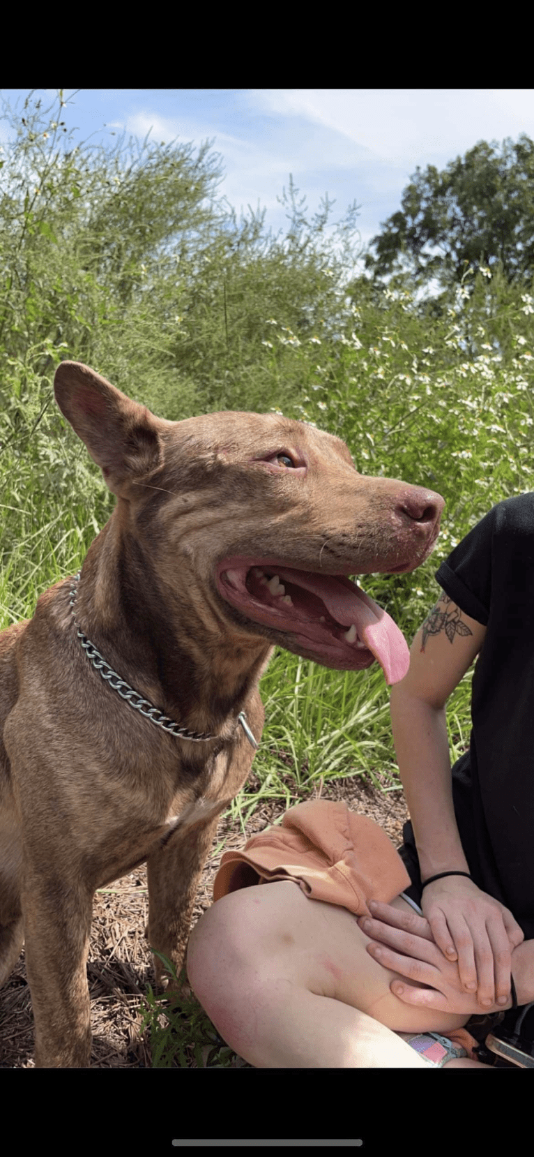 Duke, an American Pit Bull Terrier and Siberian Husky mix tested with EmbarkVet.com