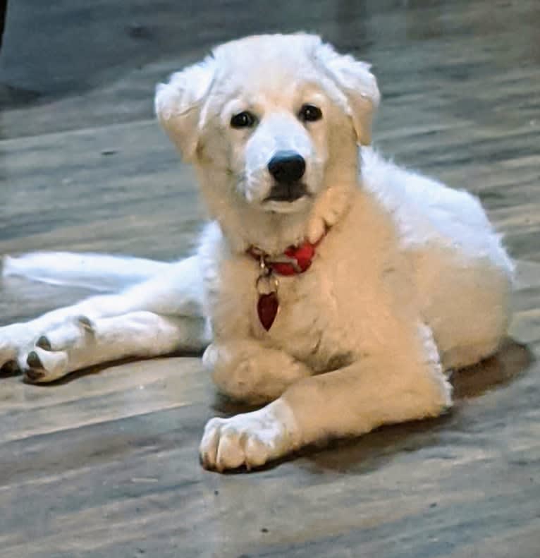 Ammy, a Maremma Sheepdog tested with EmbarkVet.com