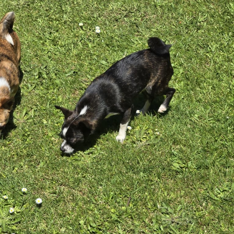 Haleigh, a Chihuahua tested with EmbarkVet.com