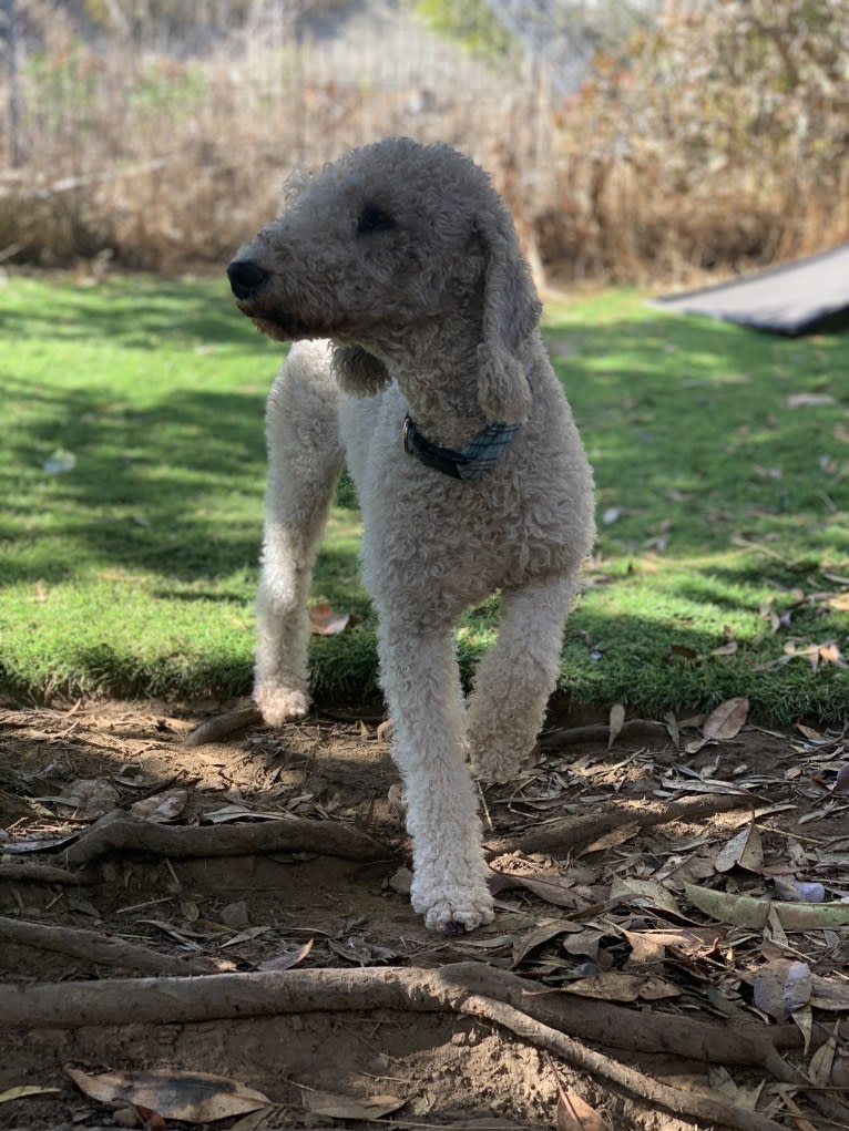 Cru, a Bedlington Terrier tested with EmbarkVet.com