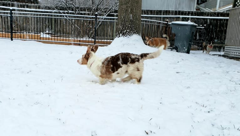 Lapa, a Cardigan Welsh Corgi tested with EmbarkVet.com