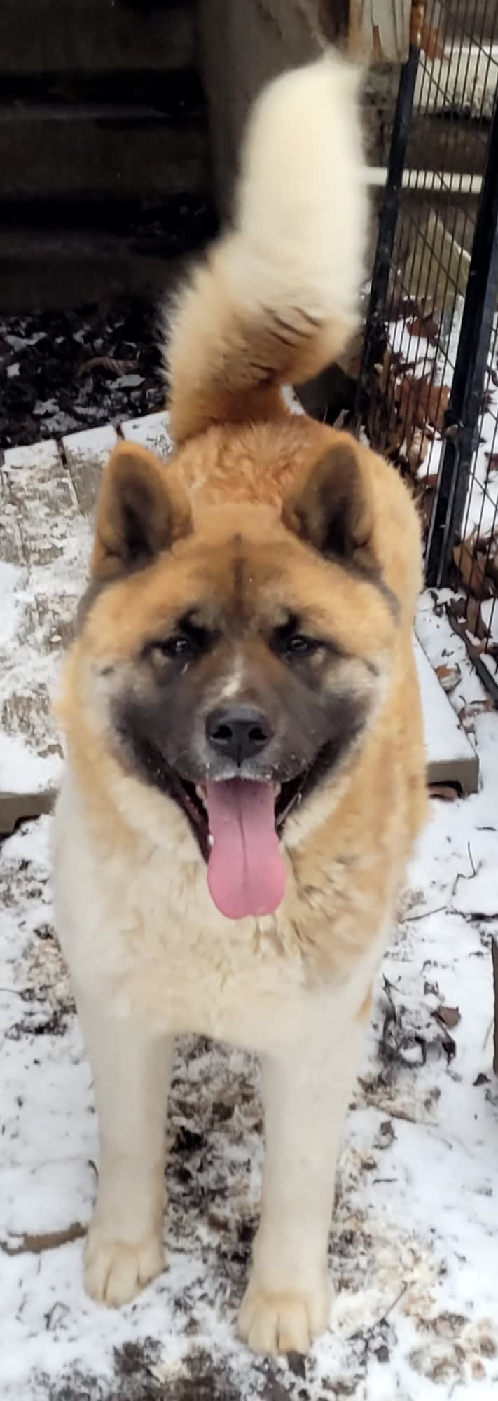 Geena, an Akita tested with EmbarkVet.com