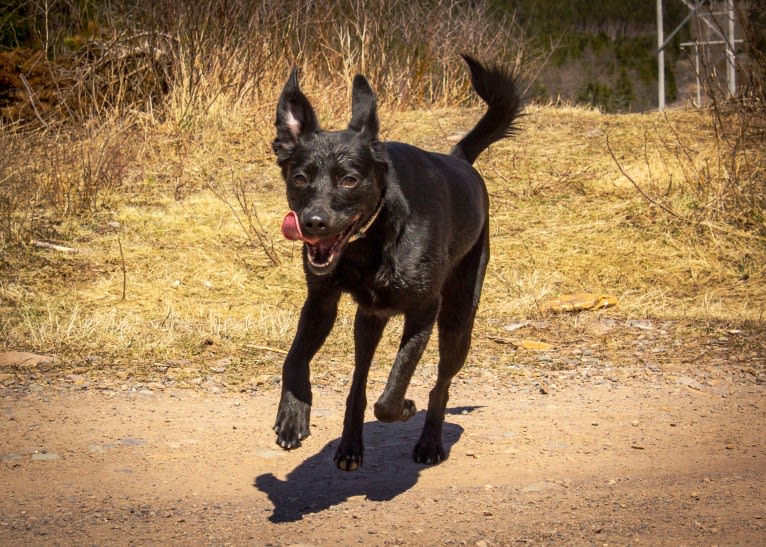 Cinder, a Newfoundland and Labrador Retriever mix tested with EmbarkVet.com