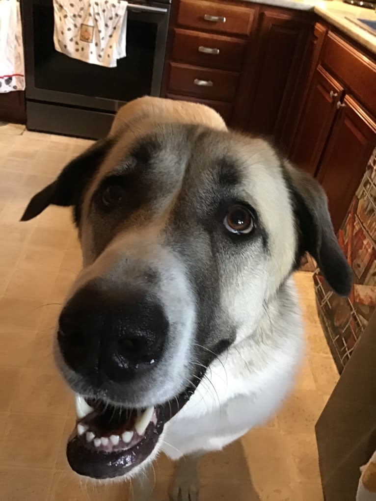 Winnie, an Anatolian Shepherd Dog and Great Pyrenees mix tested with EmbarkVet.com