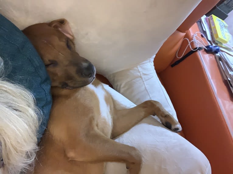 Job, an American Pit Bull Terrier and Boxer mix tested with EmbarkVet.com