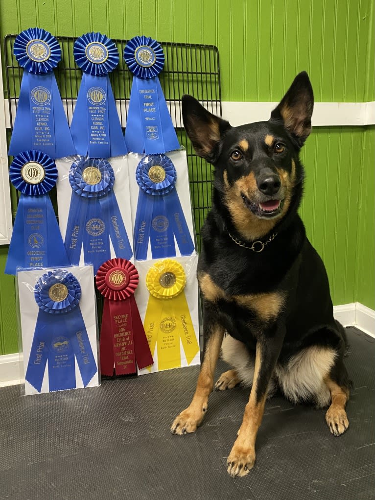 Lyric, an Australian Kelpie tested with EmbarkVet.com