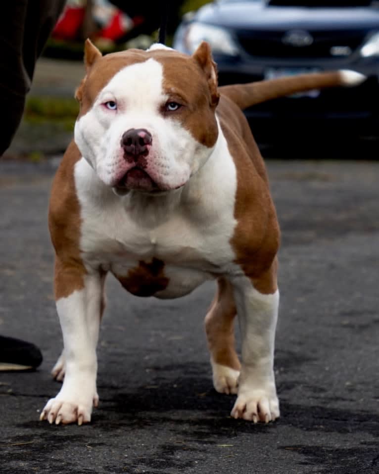 Creed, an American Bully tested with EmbarkVet.com
